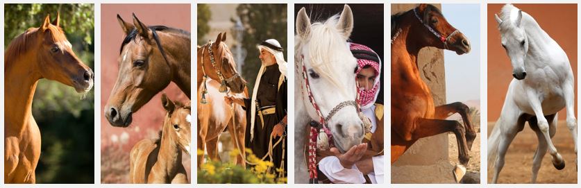 Retaj Salwa Resort & Spa - Artwork - Montage de photos de chevaux sur Dibon - Mezzanine du Lobby