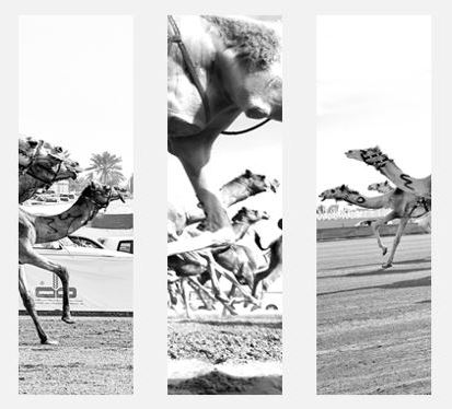 Retaj Salwa Resort & Spa - Artwork - Tryptique sur les courses de chameaux - Guests passage